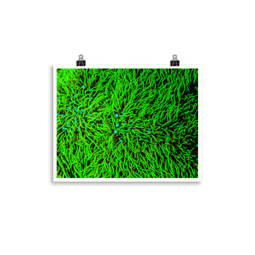 Greener Pastures  - Fine Art Print - Coral Reef Photography Art