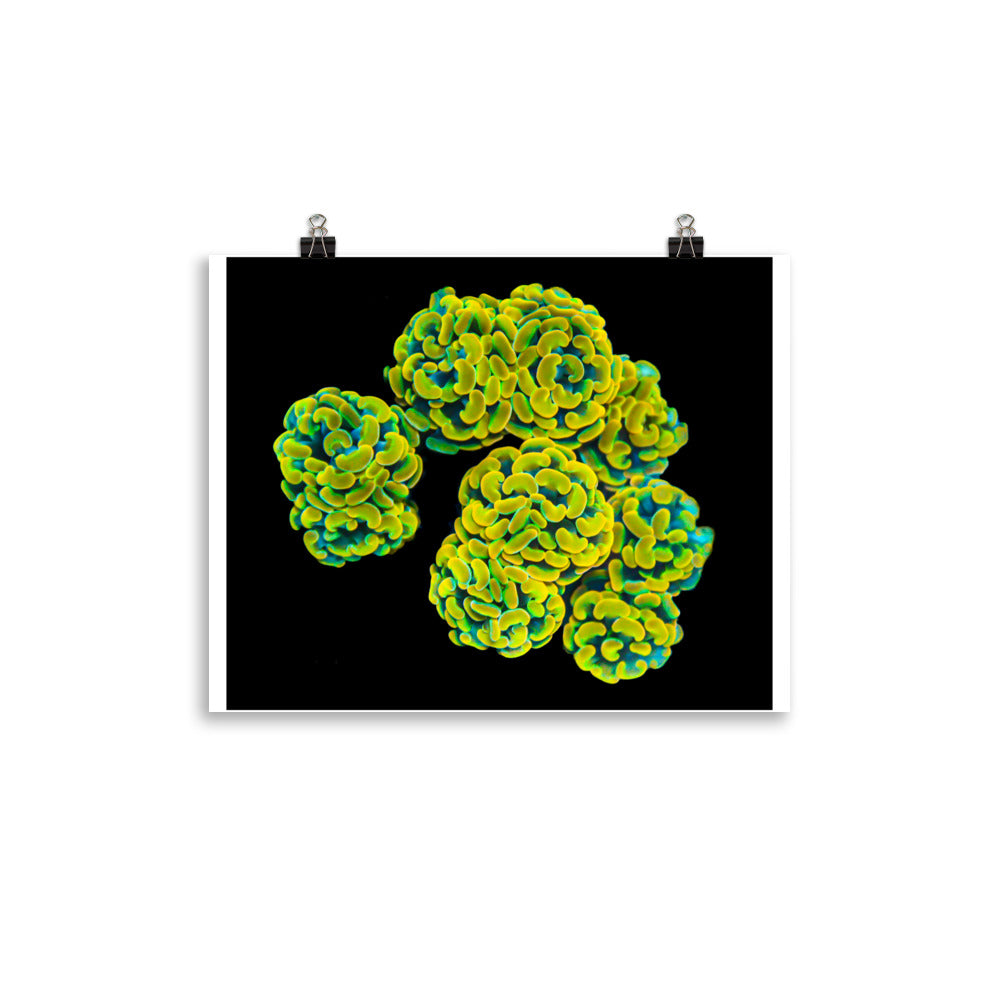 Mystic Marigolds - Fine Art Print - Coral Reef Photography Art