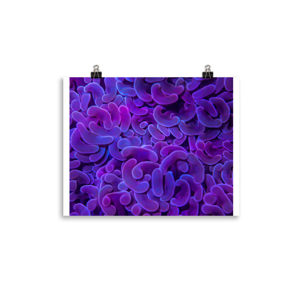 Taro Tide  - Fine Art Print - Coral Reef Photography Art