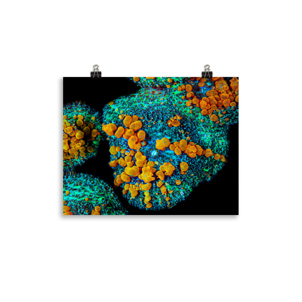 Breakout - Fine Art Print - Coral Reef Photography Art