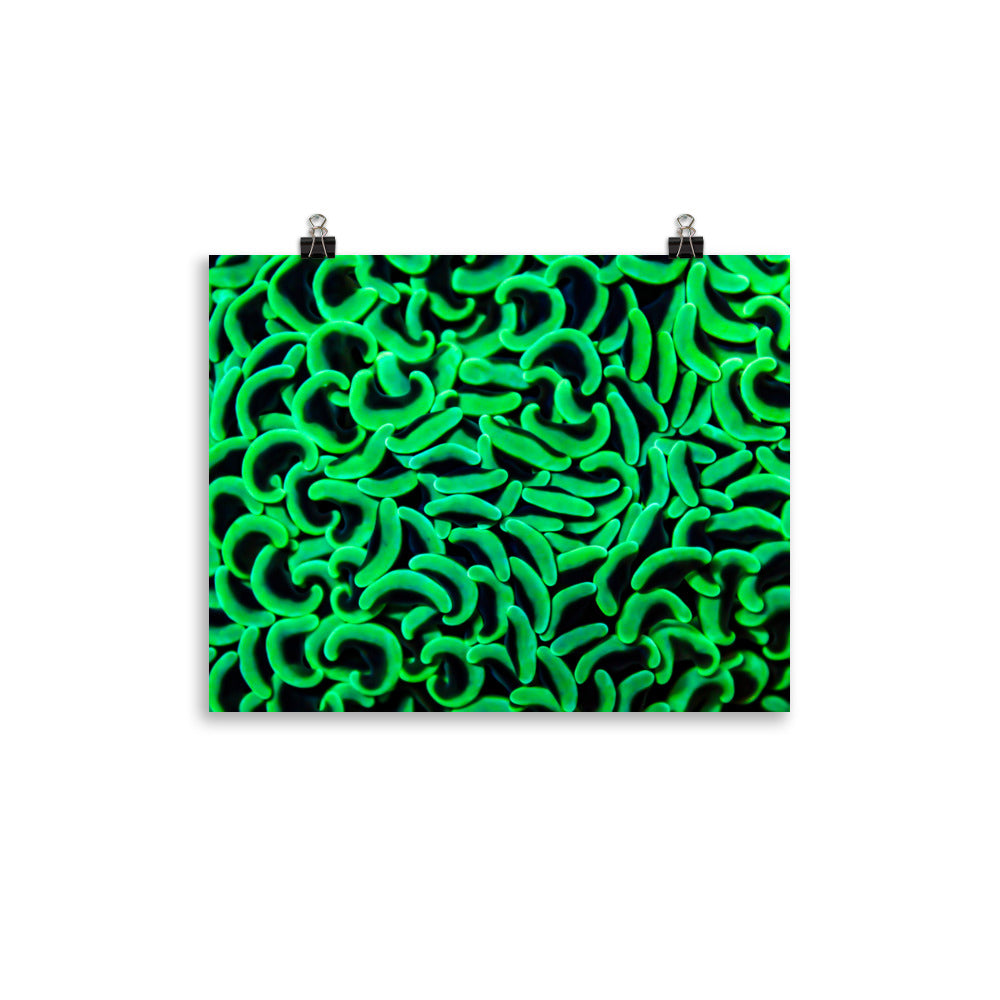 The Riddlers Rug - Fine Art Print - Coral Reef Photography Art