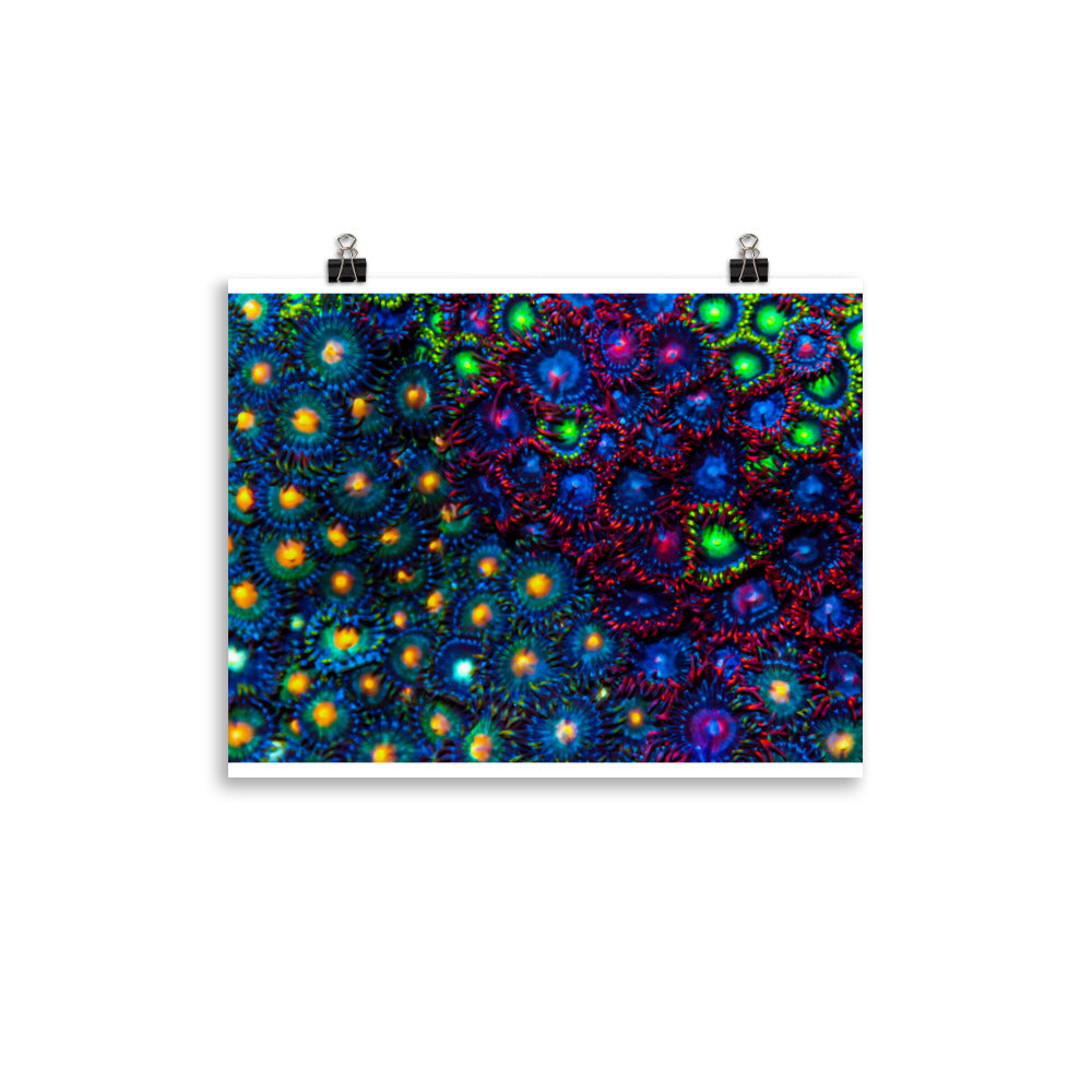 Turf War  - Fine Art Print - Coral Reef Photography Art