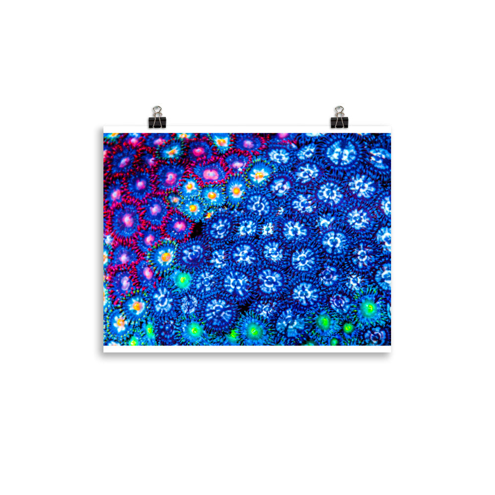 Winter Florals  - Fine Art Print - Coral Reef Photography Art