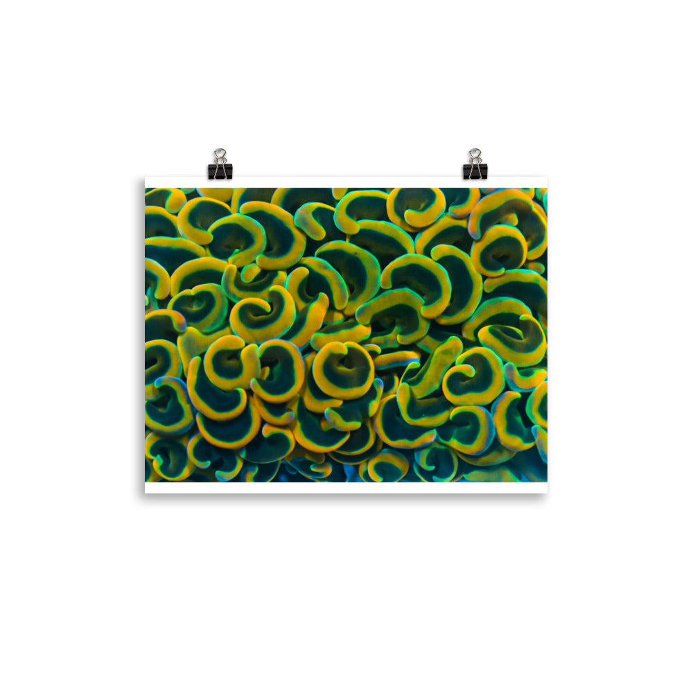 Yellow Brick Rainbow Road - Fine Art Print - Coral Reef Photography Art