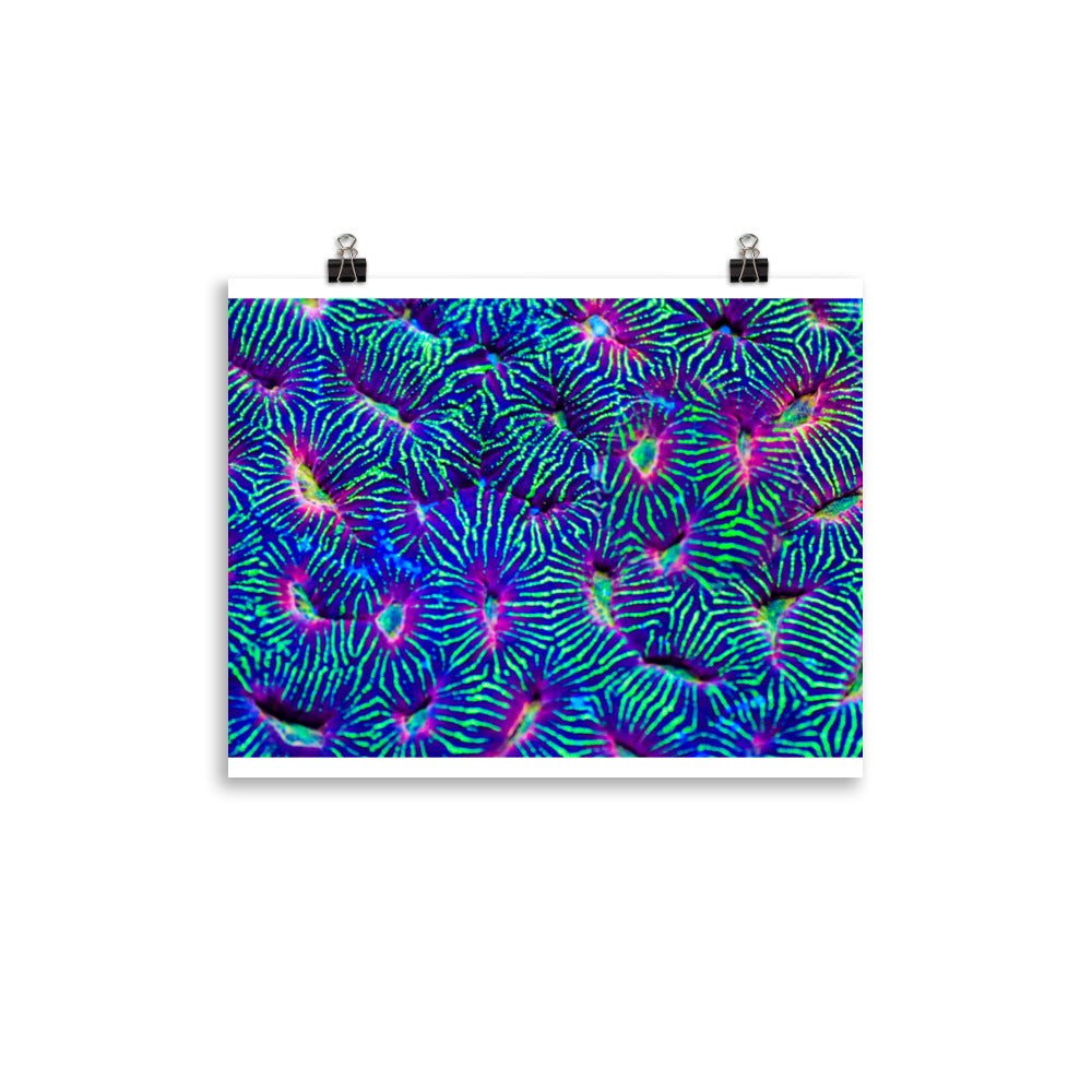 Jungle Stop - Fine Art Print - Coral Reef Photography Art