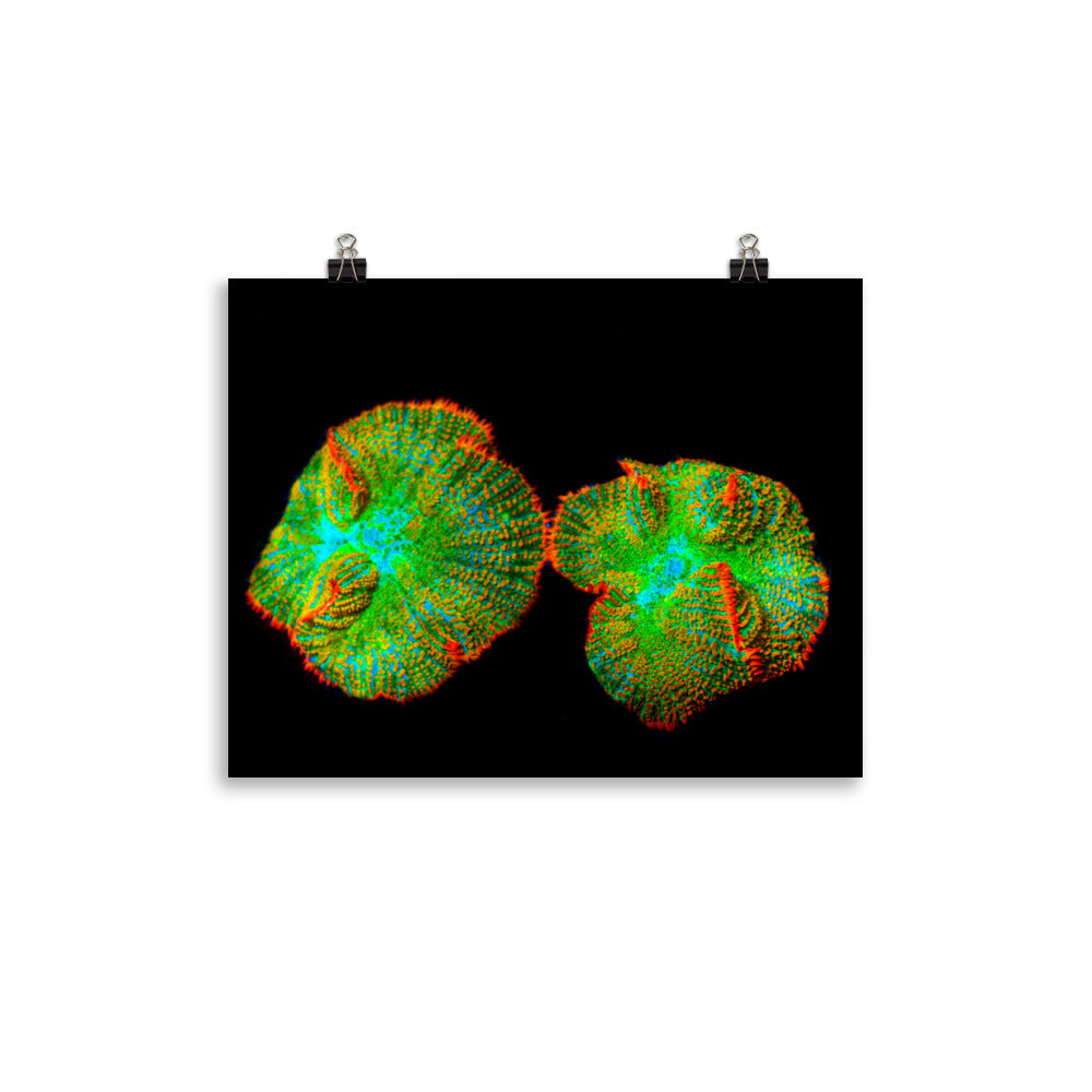 Lizard Frill - Fine Art Print - Coral Reef Photography Art