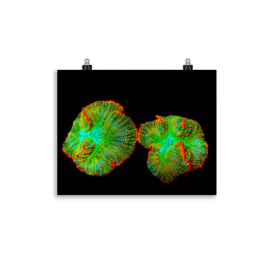 Lizard Frill - Fine Art Print - Coral Reef Photography Art