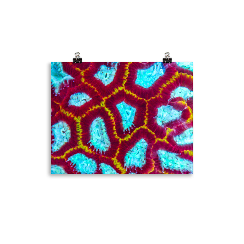 Arc Reactor - Fine Art Print - Coral Reef Photography Art