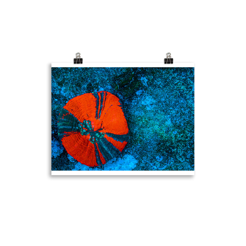 Artic Edge - Fine Art Print - Coral Reef Photography Art
