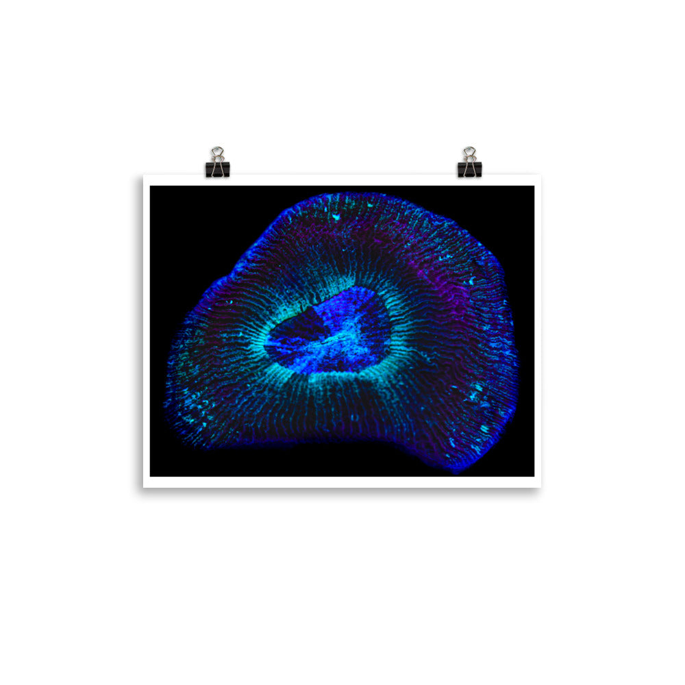 Crown Geode - Fine Art Print - Coral Reef Photography Art