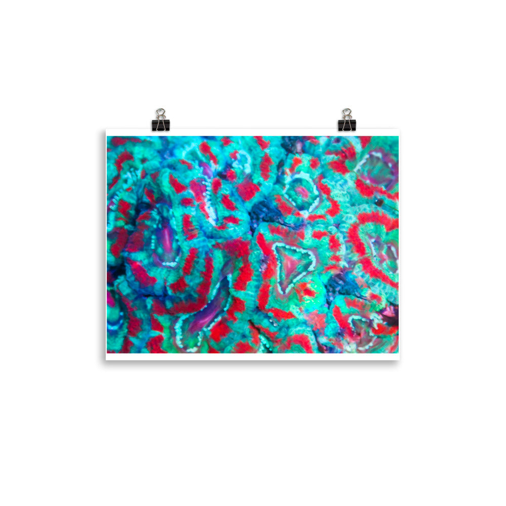 Ferr-Alligator - Fine Art Print - Coral Reef Photography Art