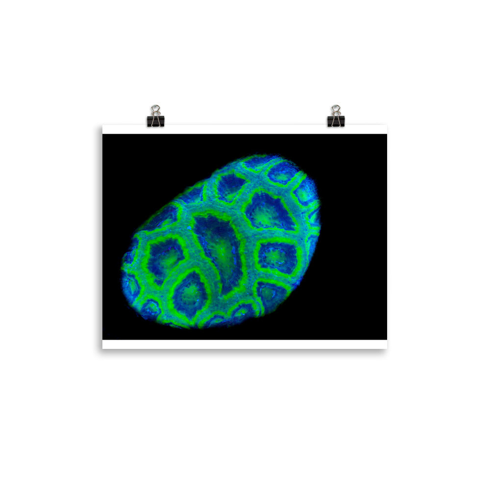 Green Petosky - Fine Art Print - Coral Reef Photography Art