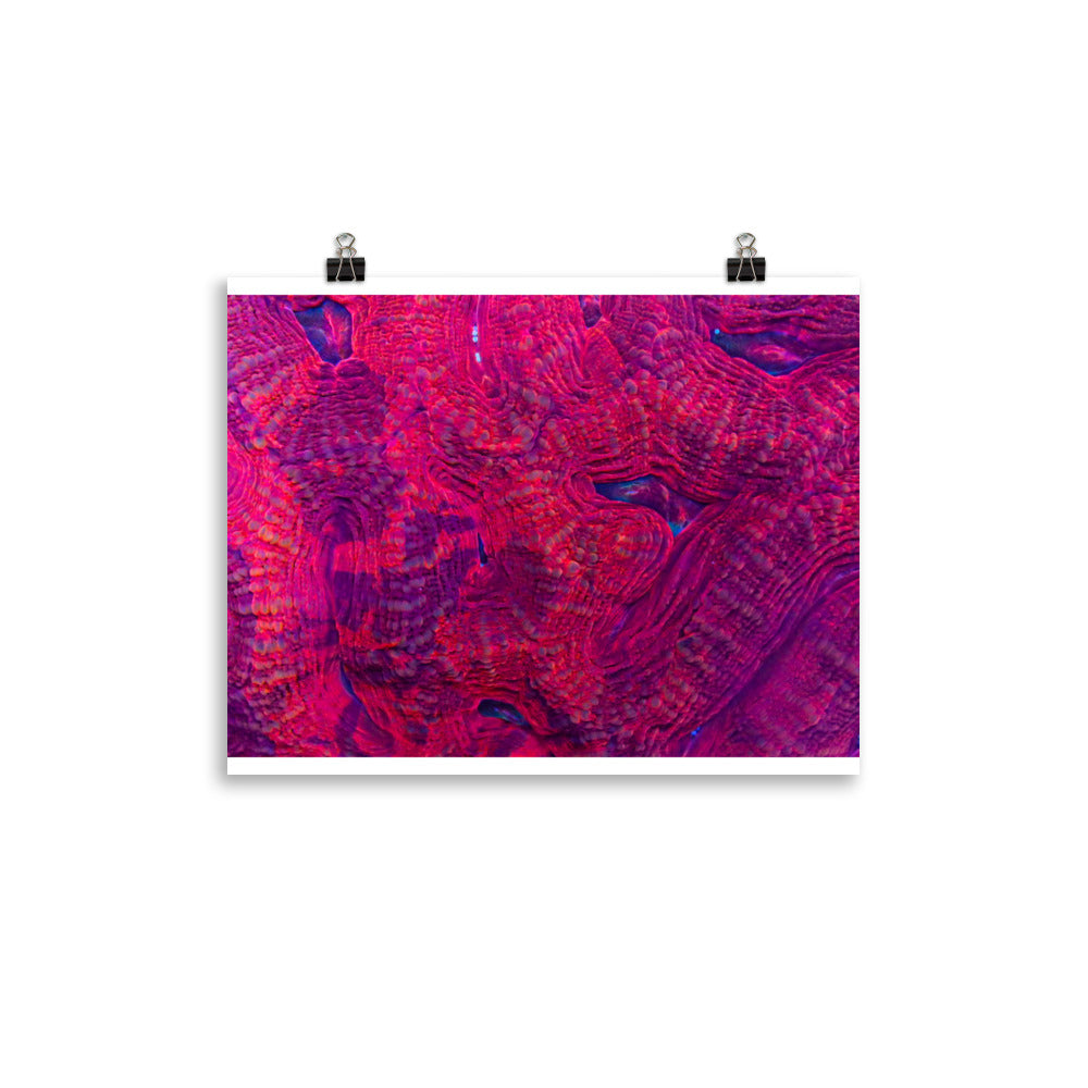 Igneous - Fine Art Print - Coral Reef Photography Art