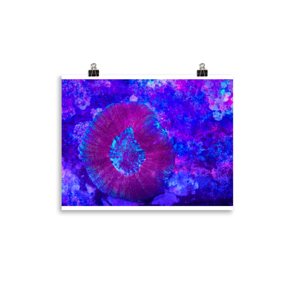 Iridescent Rain - Fine Art Print - Coral Reef Photography Art