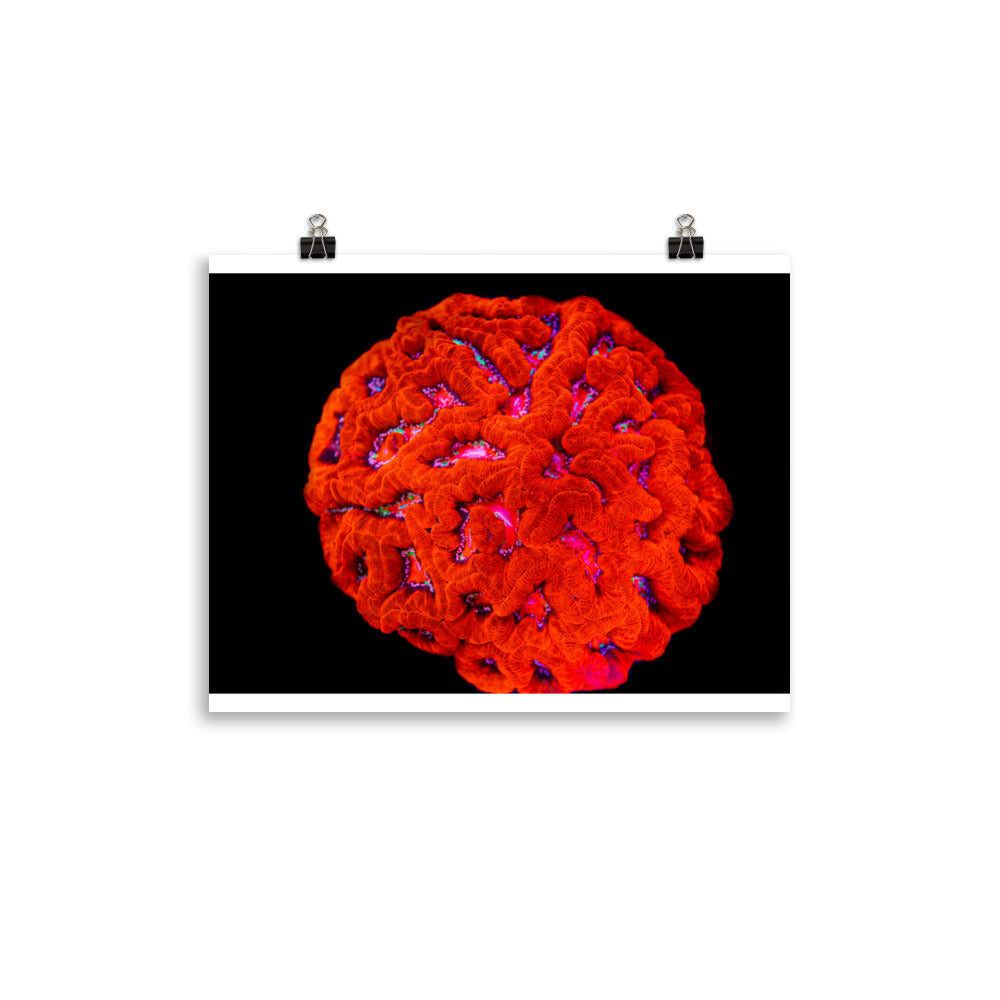 Mars' Craniology - Fine Art Print - Coral Reef Photography Art