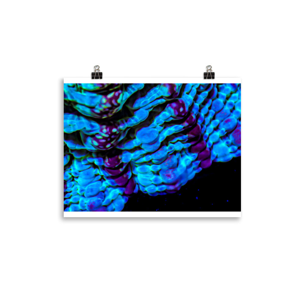 Nebulous Edge  - Fine Art Print - Coral Reef Photography Art