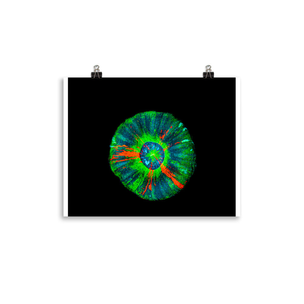 Oculus - Fine Art Print - Coral Reef Photography Art