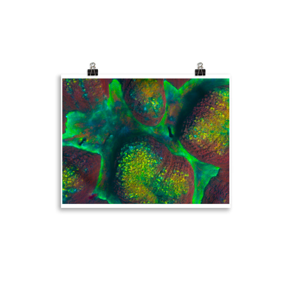 Rainbow Riverside - Fine Art Print - Coral Reef Photography Art