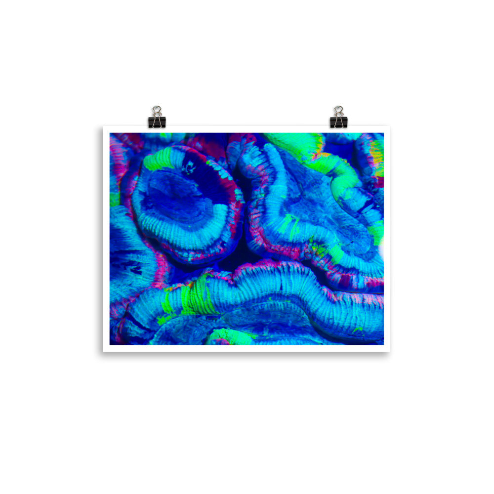 Rave Paint - Fine Art Print - Coral Reef Photography Art