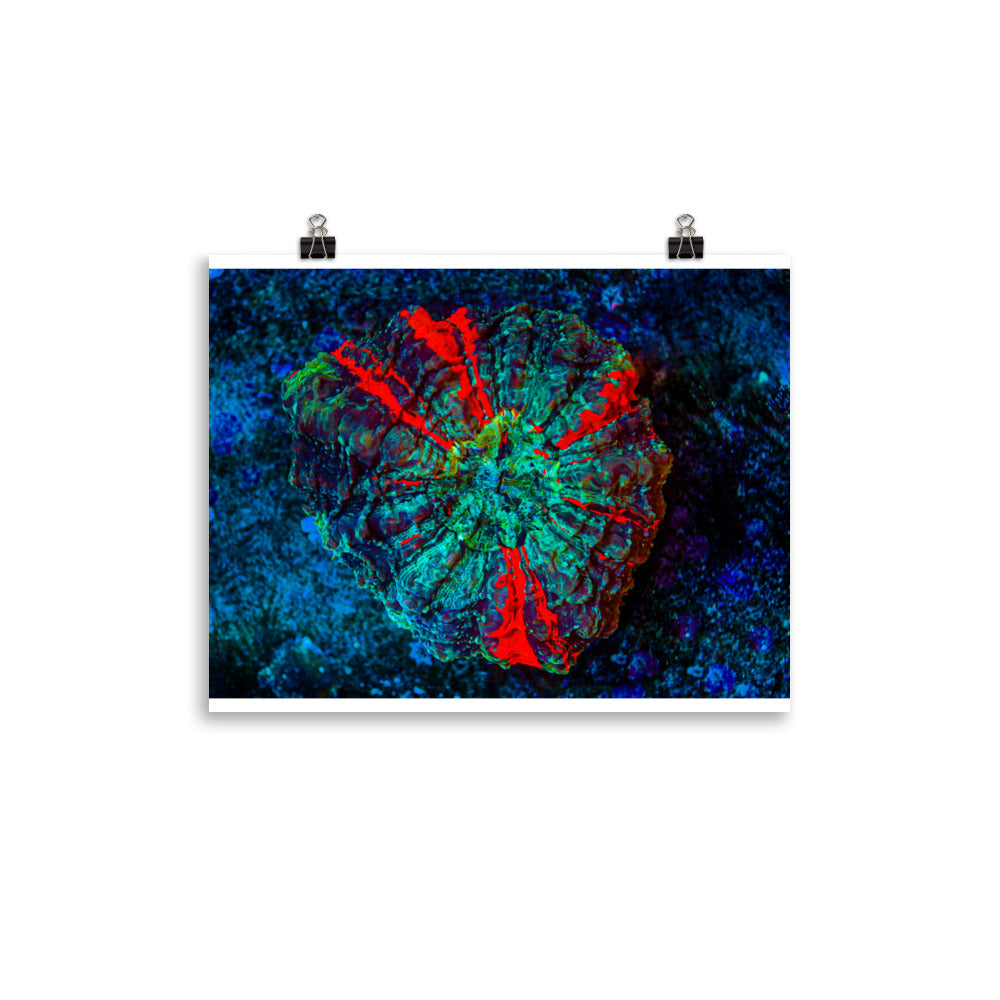 Red Radial - Fine Art Print - Coral Reef Photography Art