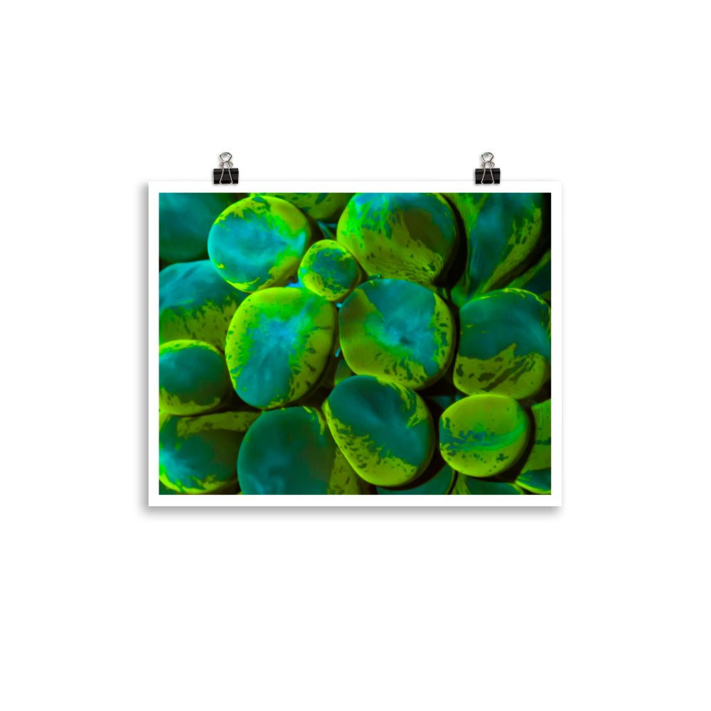 Toxic Spill  - Fine Art Print - Coral Reef Photography Art