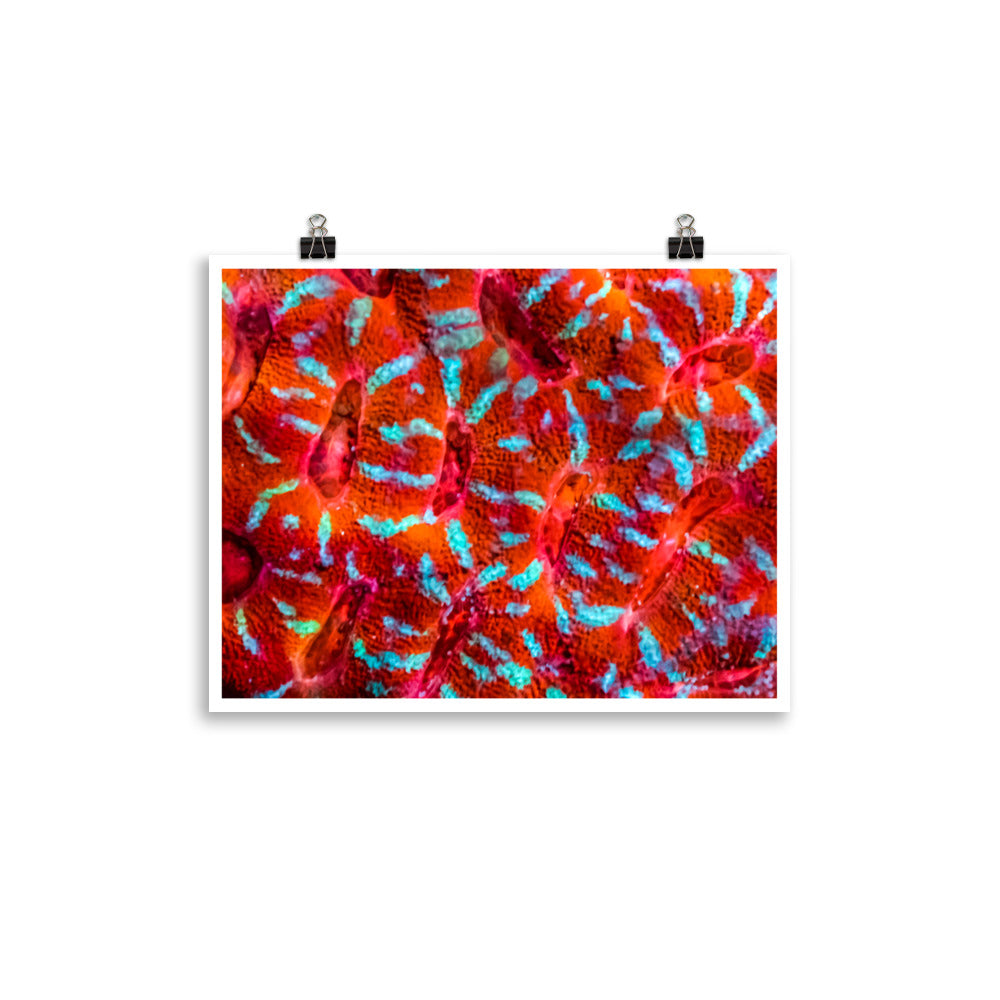 Turquoise Conchas - Fine Art Print - Coral Reef Photography Art
