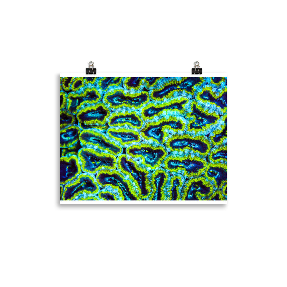 Victors - Fine Art Print - Coral Reef Photography Art