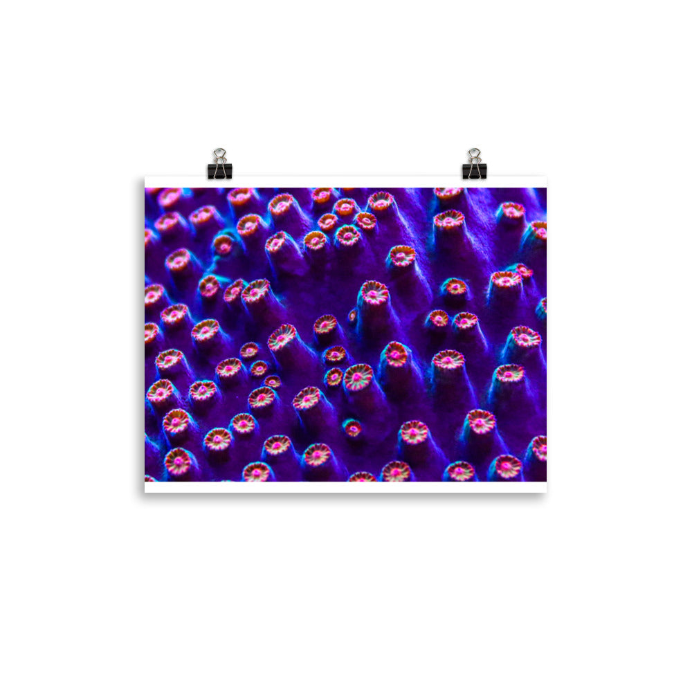 Cavern Wall  - Fine Art Print - Coral Reef Photography Art