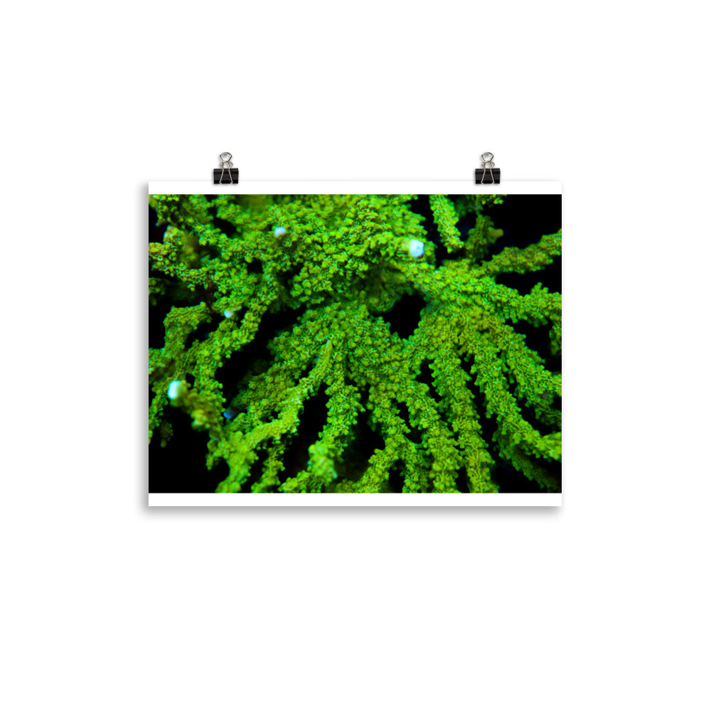 Davy Jones' Silhouette  - Fine Art Print - Coral Reef Photography Art