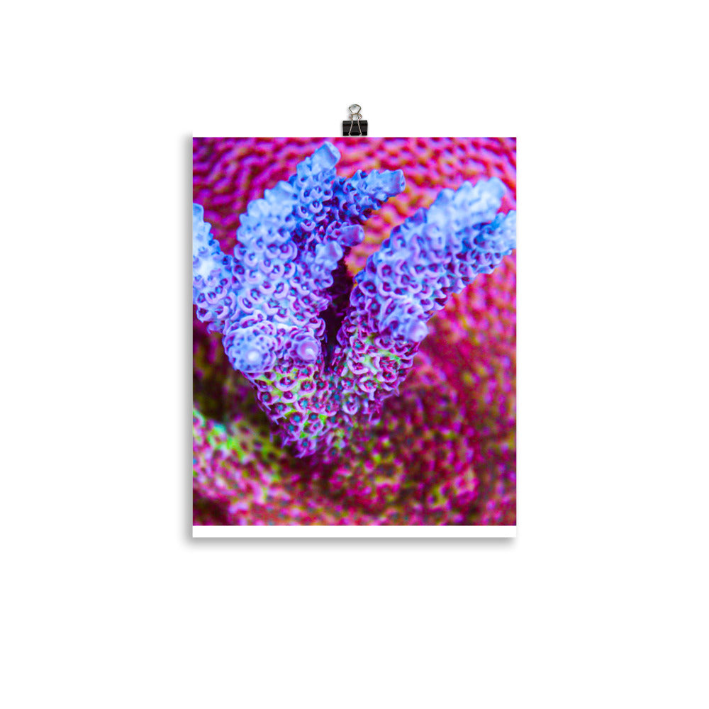 Frosted Tips - Fine Art Print - Coral Reef Photography Art