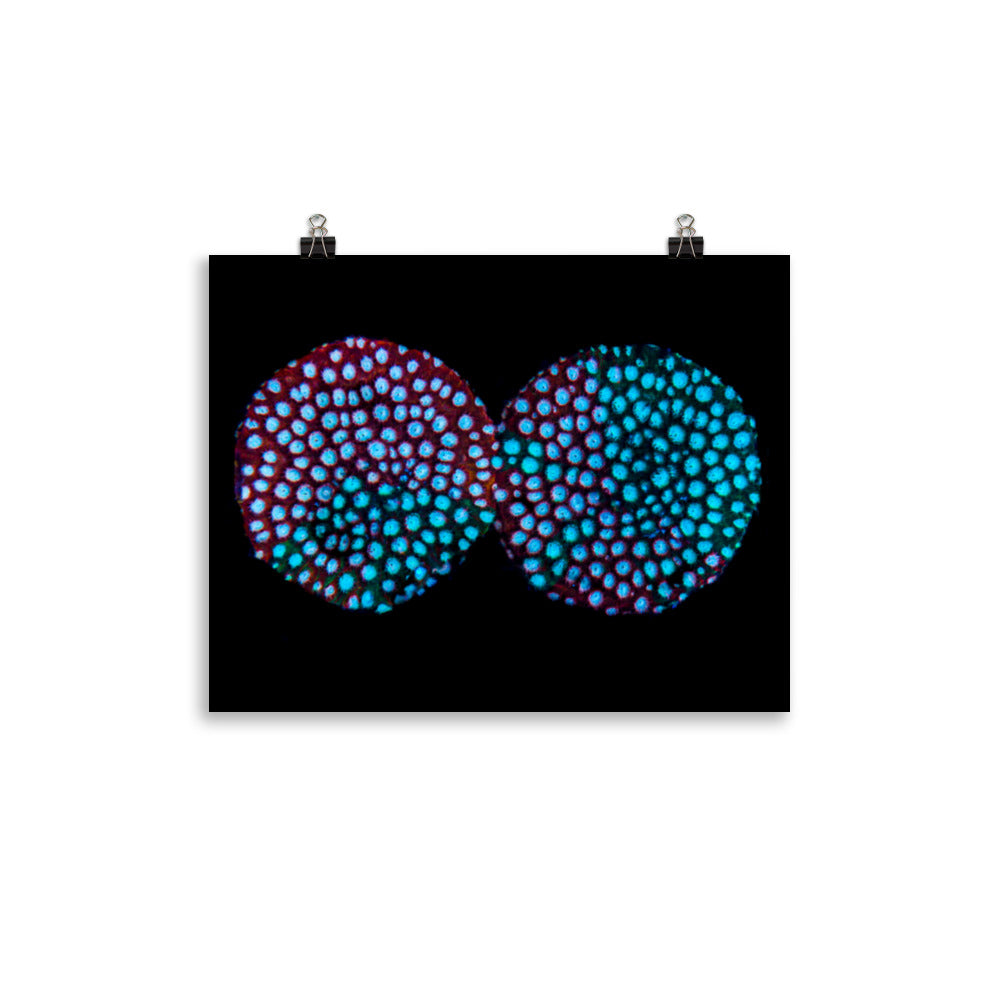 Hypnosis  - Fine Art Print - Coral Reef Photography Art