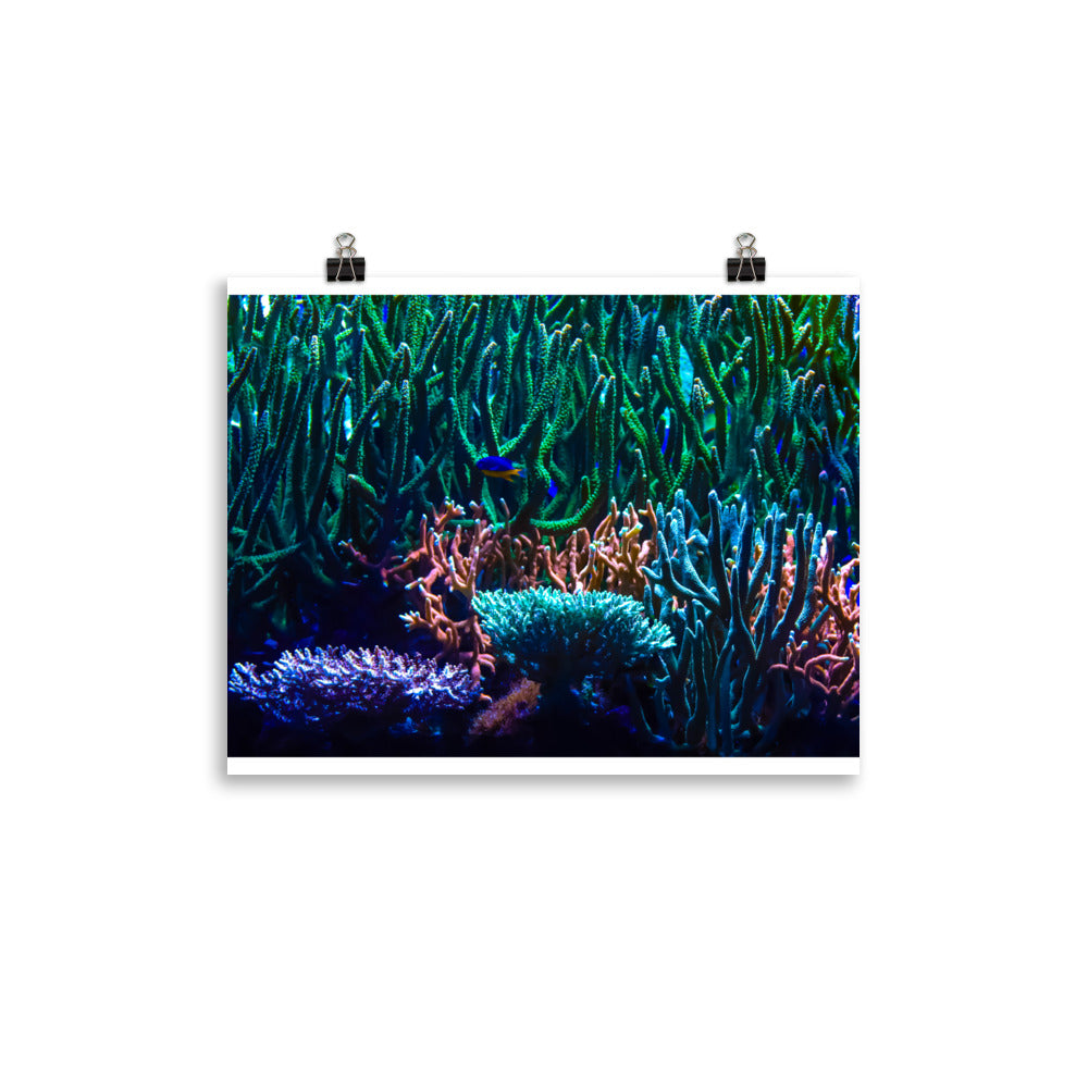 Limestone Forest - Fine Art Print - Coral Reef Photography Art