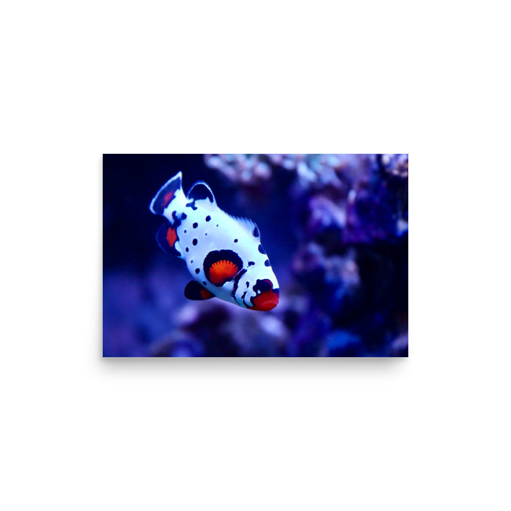 Ocellated Jester - Fine Art Print - Coral Reef Photography Art
