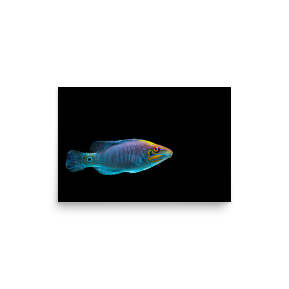 Fluores-Face - Fine Art Print - Coral Reef Photography Art