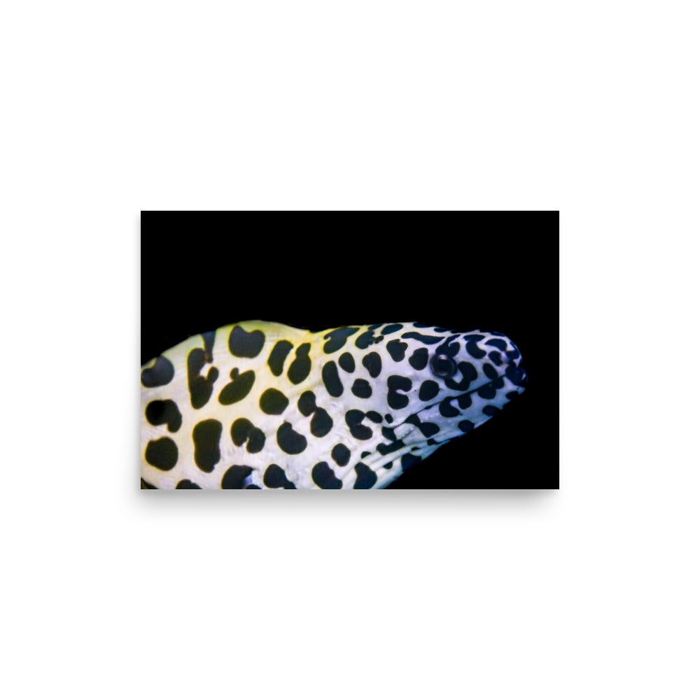 Blue In The Face - Fine Art Print - Coral Reef Photography Art