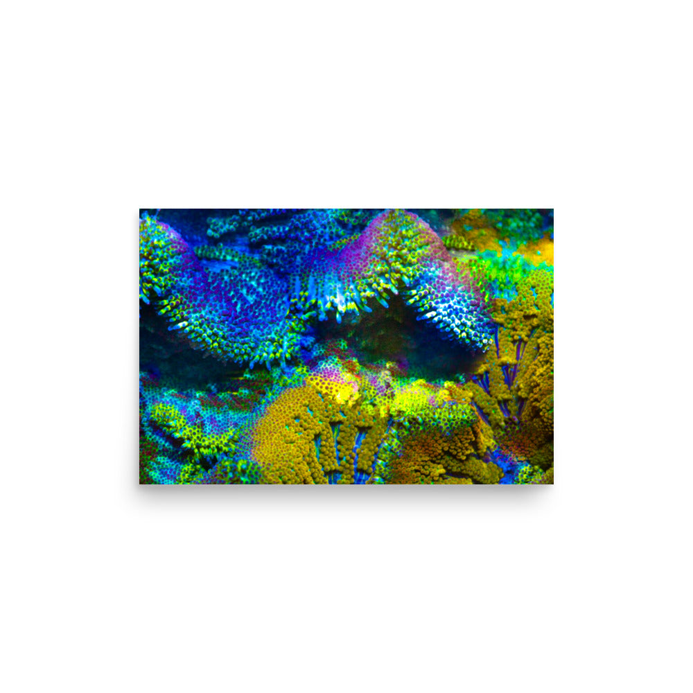 Shades Of Madness - Fine Art Print - Coral Reef Photography Art