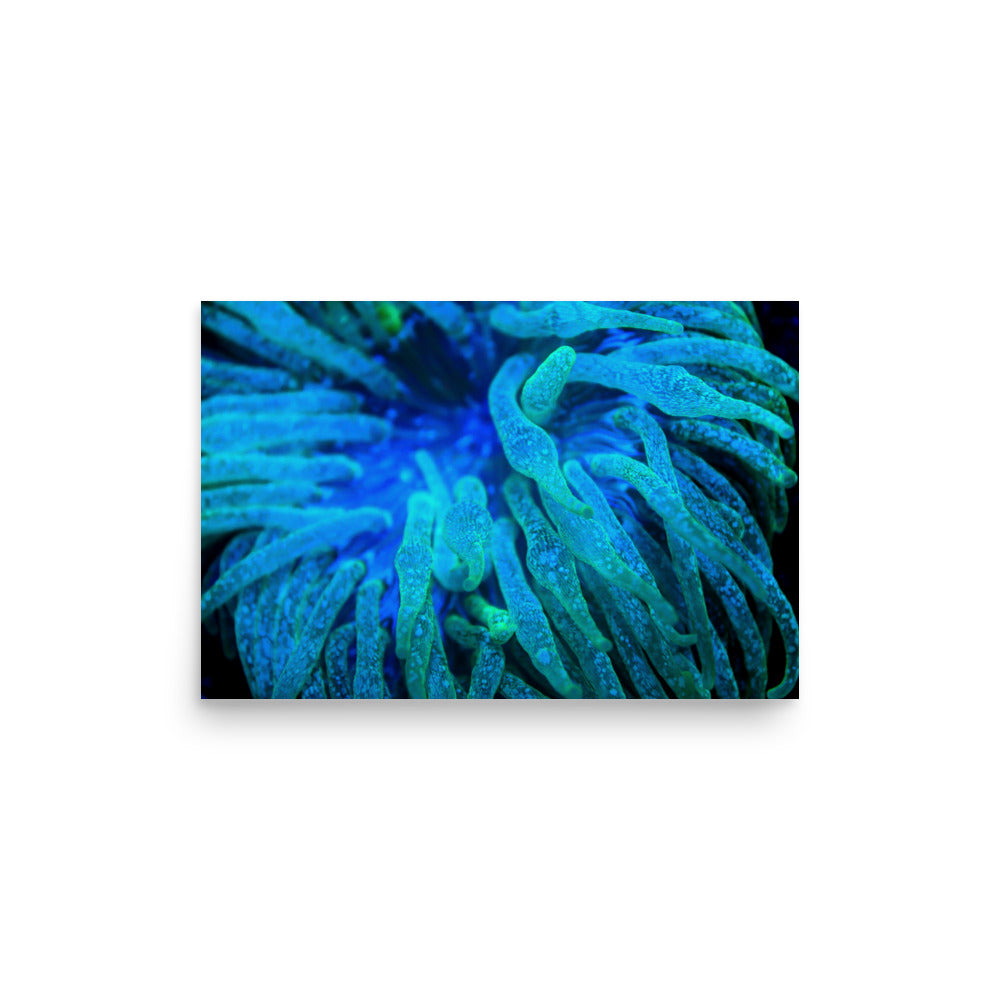 Acid Locs - Fine Art Print - Coral Reef Photography Art