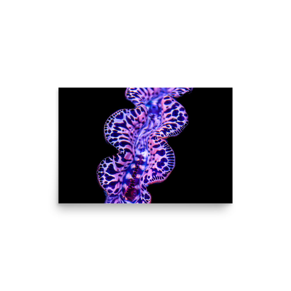 Plasma Portal - Fine Art Print - Coral Reef Photography Art