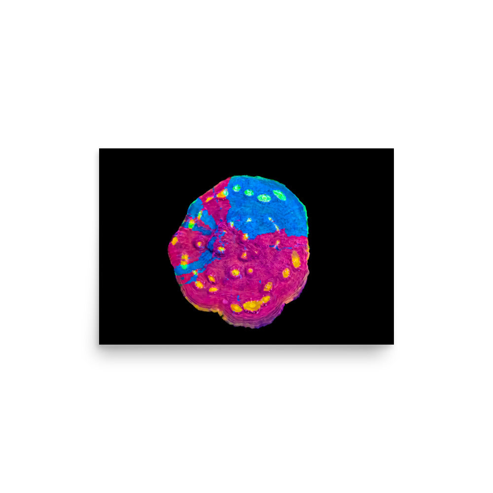 Waxberry - Fine Art Print - Coral Reef Photography Art