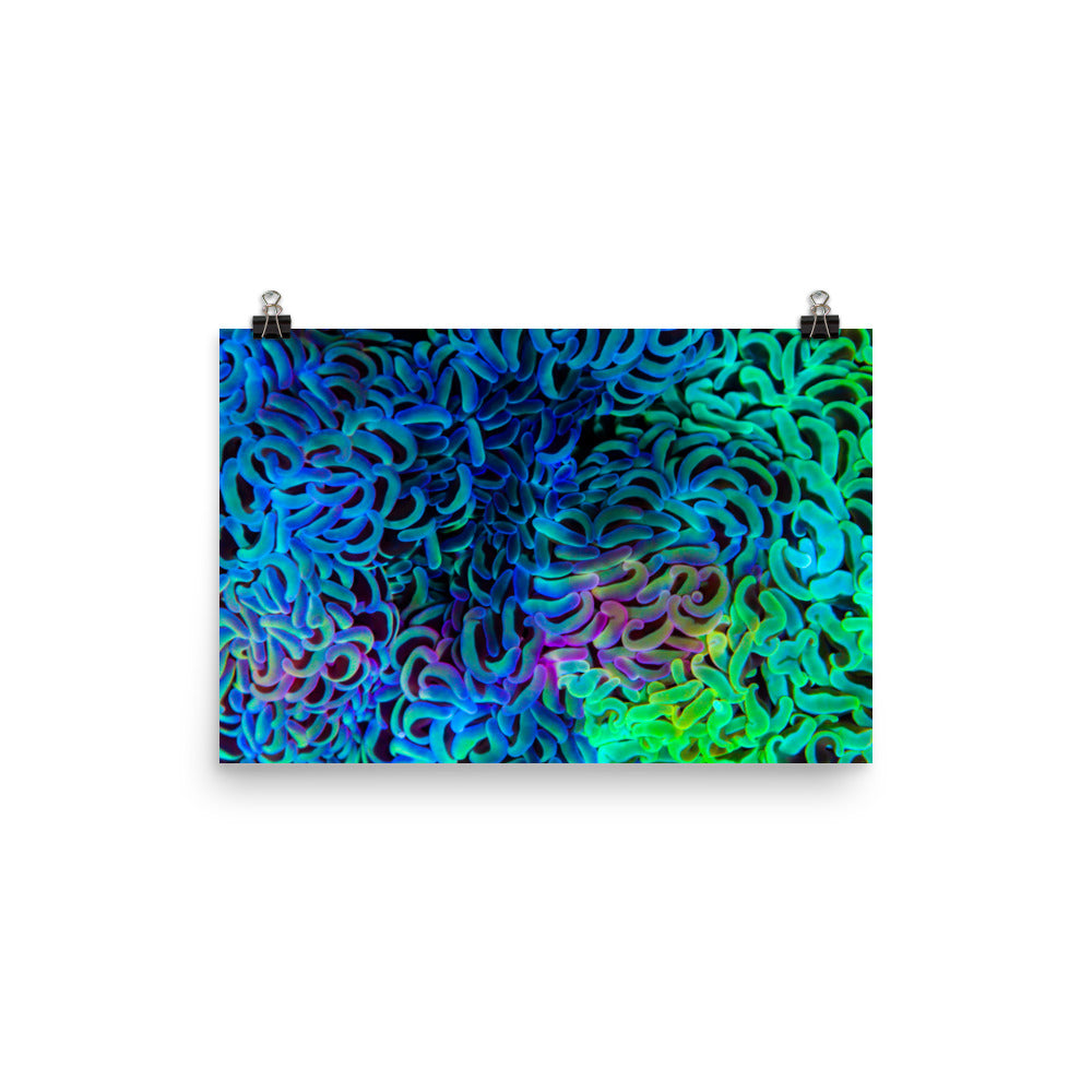 Aurora - Fine Art Print - Coral Reef Photography Art