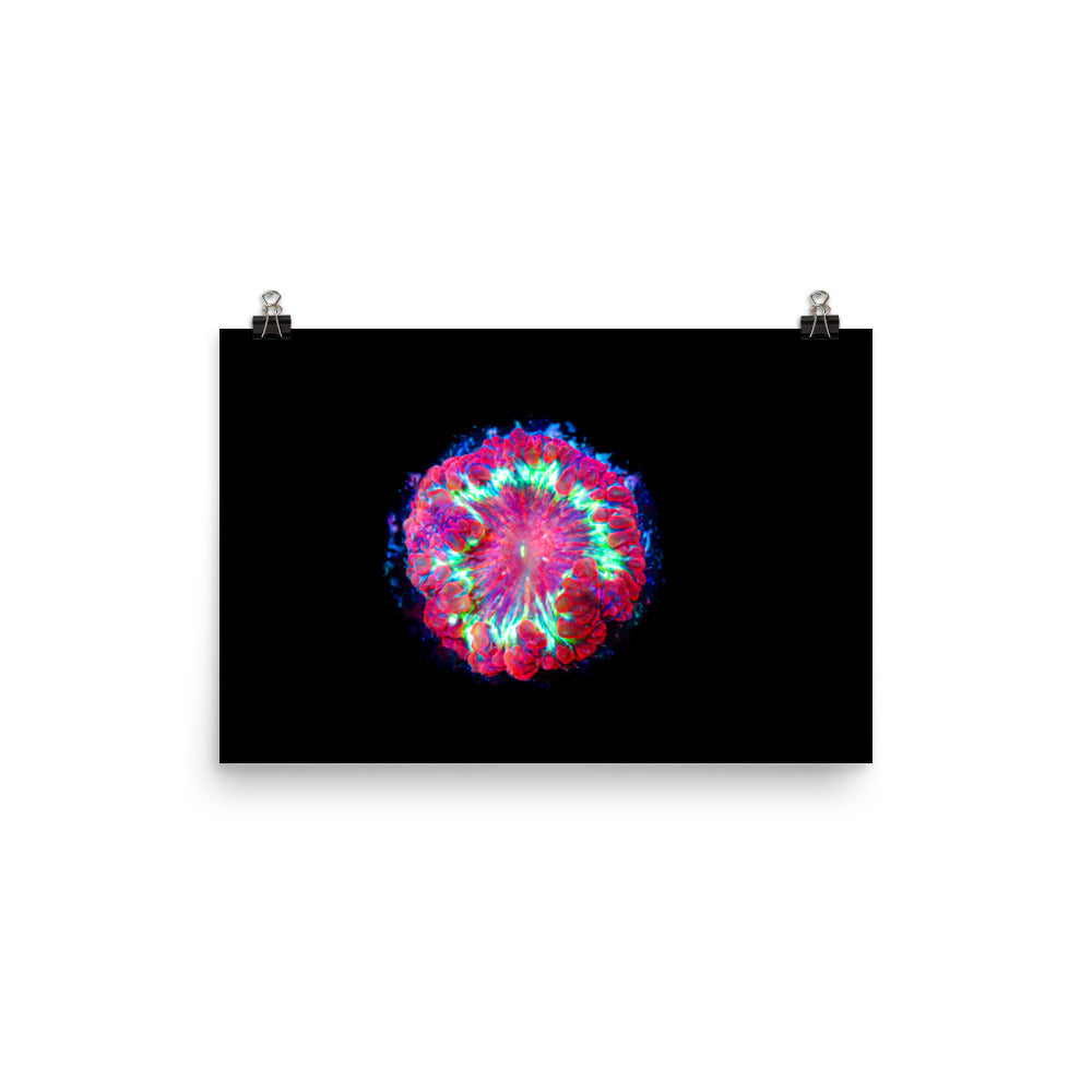 Blastonova - Fine Art Print - Coral Reef Photography Art