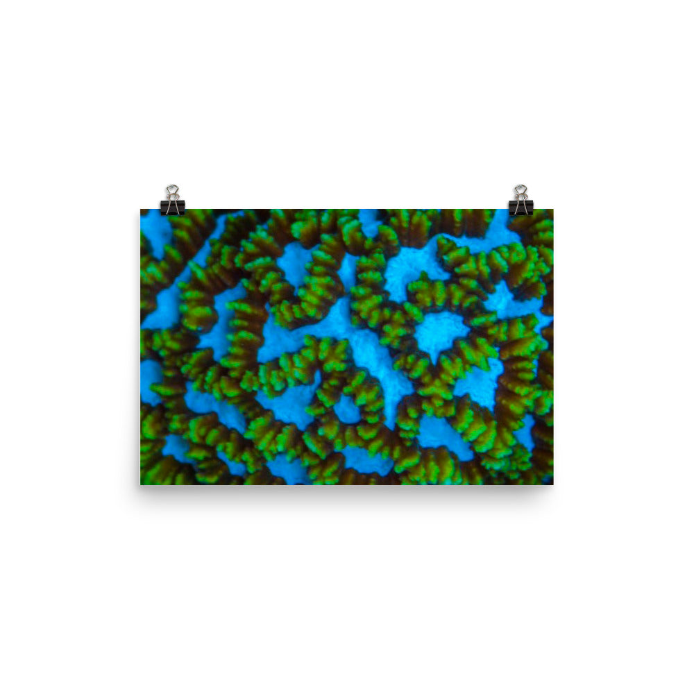 Blue Domino - Fine Art Print - Coral Reef Photography Art