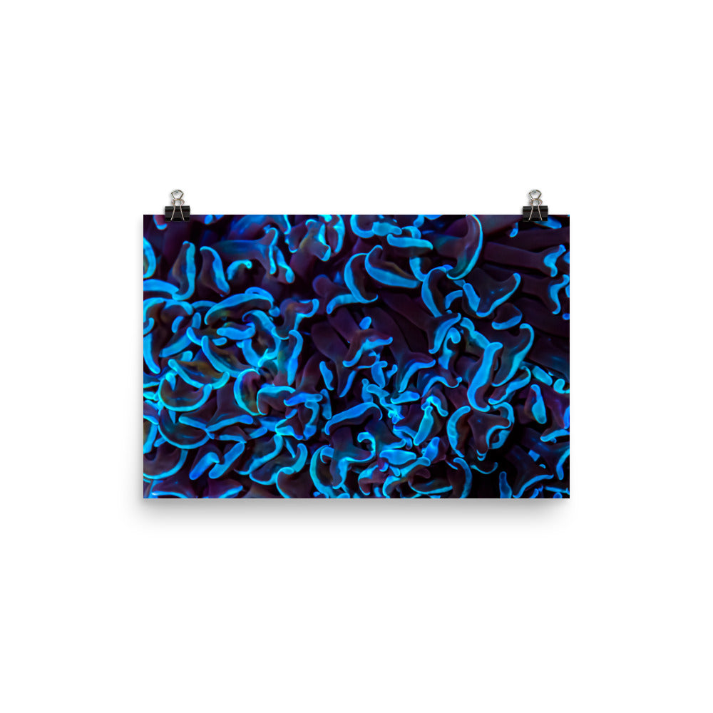 Chocolate Tides  - Canvas - Coral Reef Photography Art