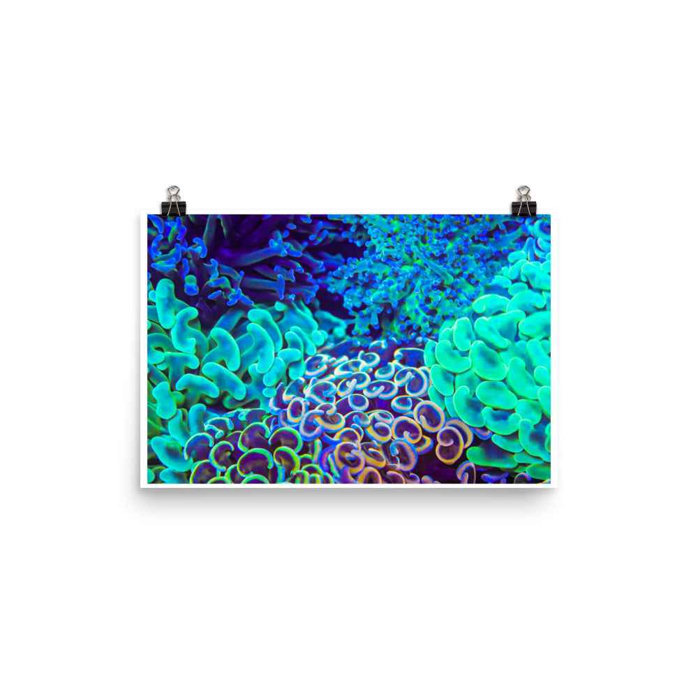 Coral Bouquet - Fine Art Print - Coral Reef Photography Art