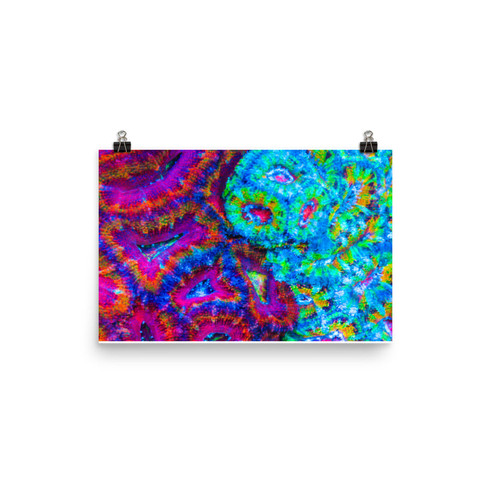 DreamWeaver  - Fine Art Print - Coral Reef Photography Art