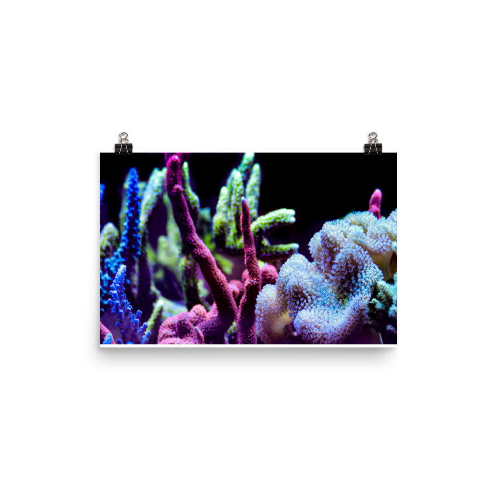 Fairy Garden  - Fine Art Print - Coral Reef Photography Art