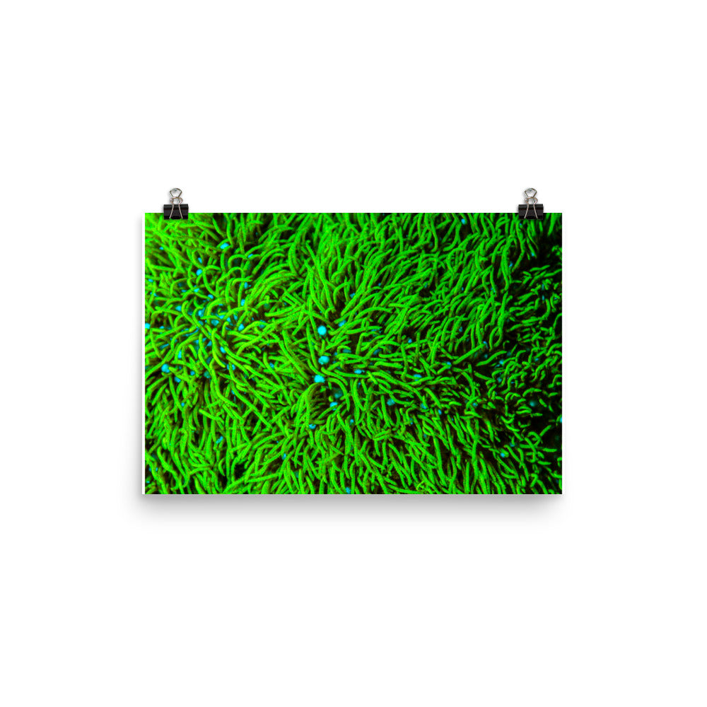 Greener Pastures  - Fine Art Print - Coral Reef Photography Art