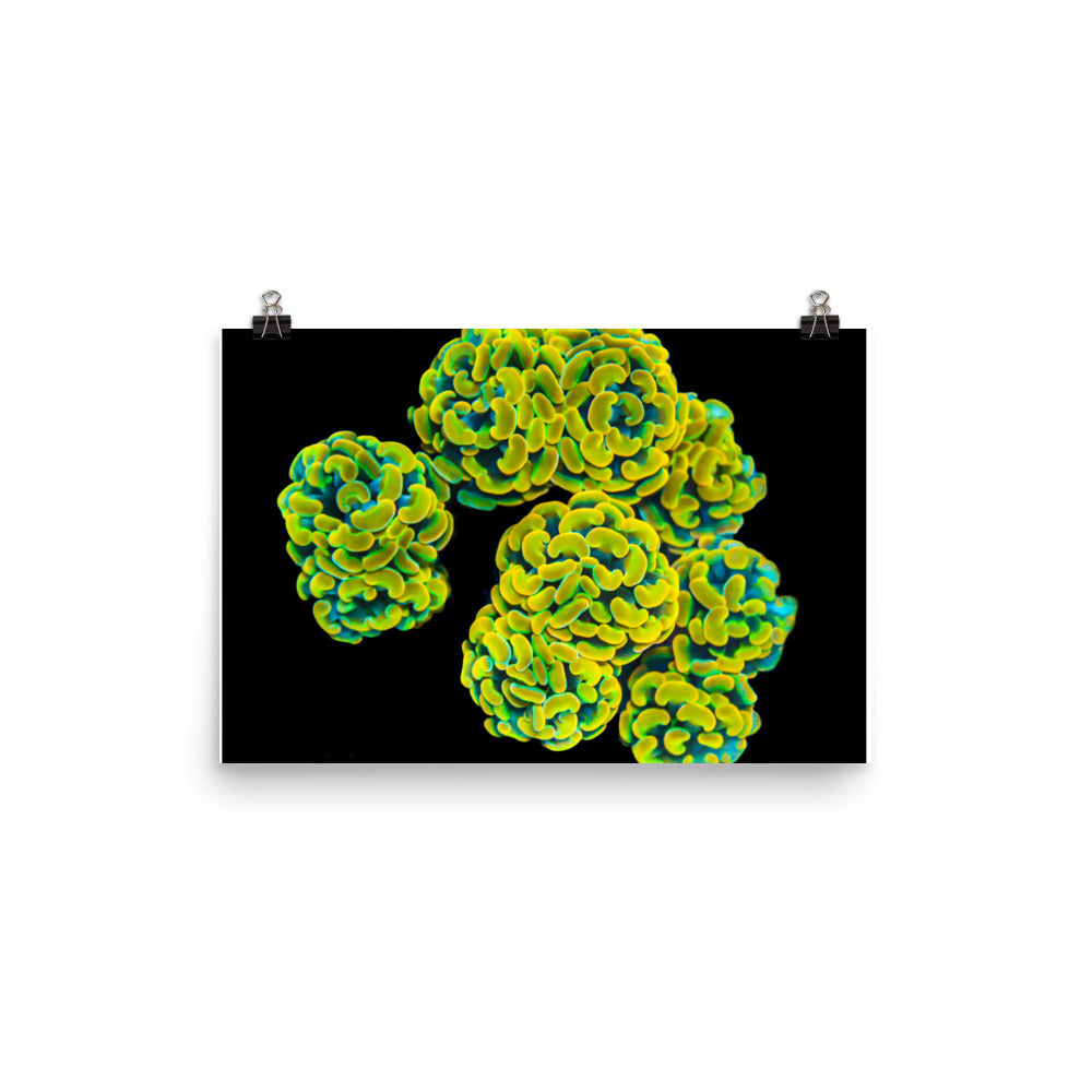 Mystic Marigolds - Fine Art Print - Coral Reef Photography Art