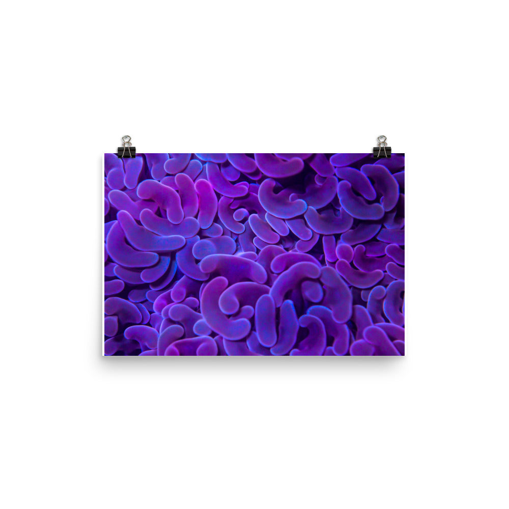 Taro Tide  - Fine Art Print - Coral Reef Photography Art