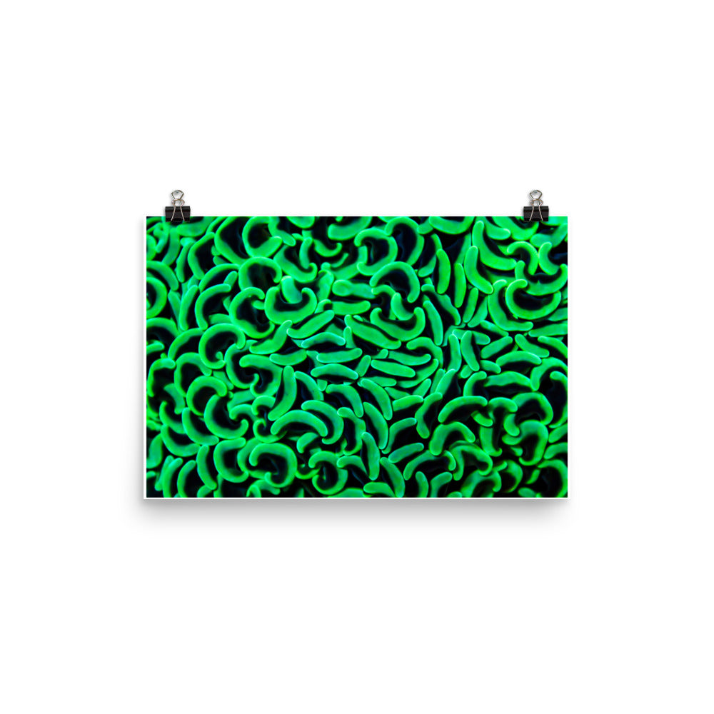 The Riddlers Rug - Fine Art Print - Coral Reef Photography Art